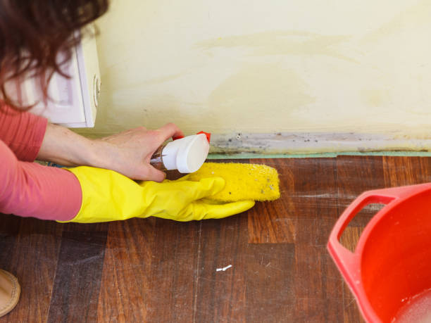 Why You Should Choose Our Mold Remediation Services in Columbus Af, MS